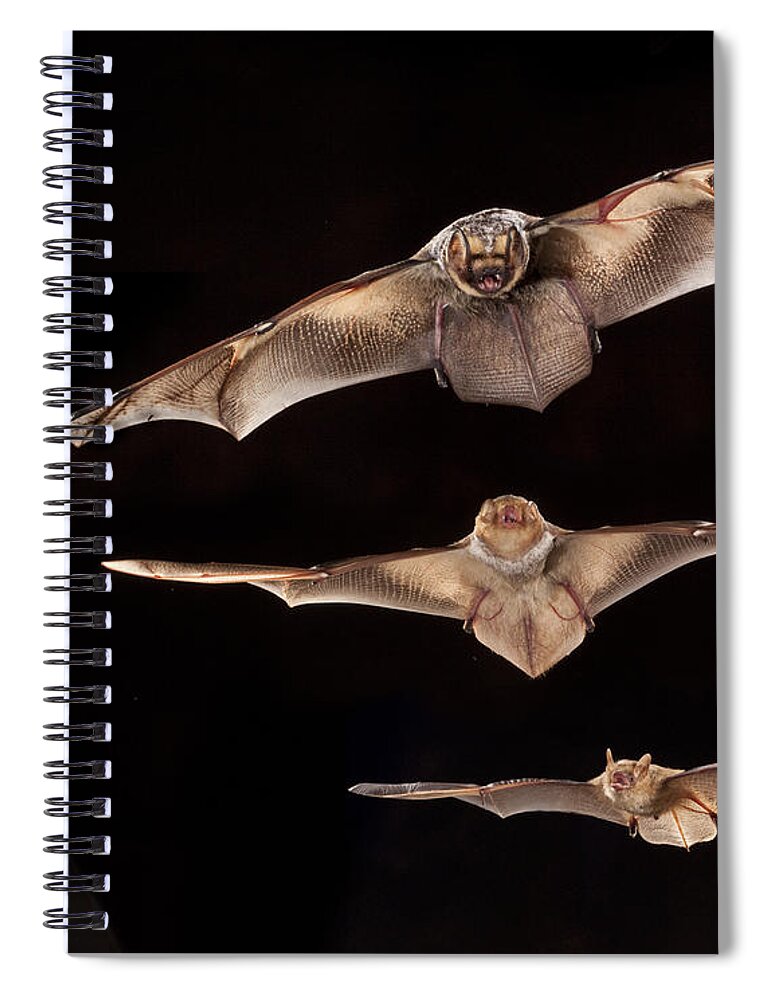 Feb0514 Spiral Notebook featuring the photograph Hoary Bat With Eastern Red Bat by Michael Durham