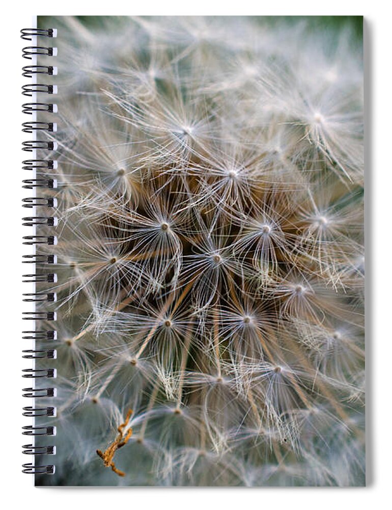 Dandelion Spiral Notebook featuring the photograph Hold Your Breath Make A Wish Count to Three by Jordan Blackstone