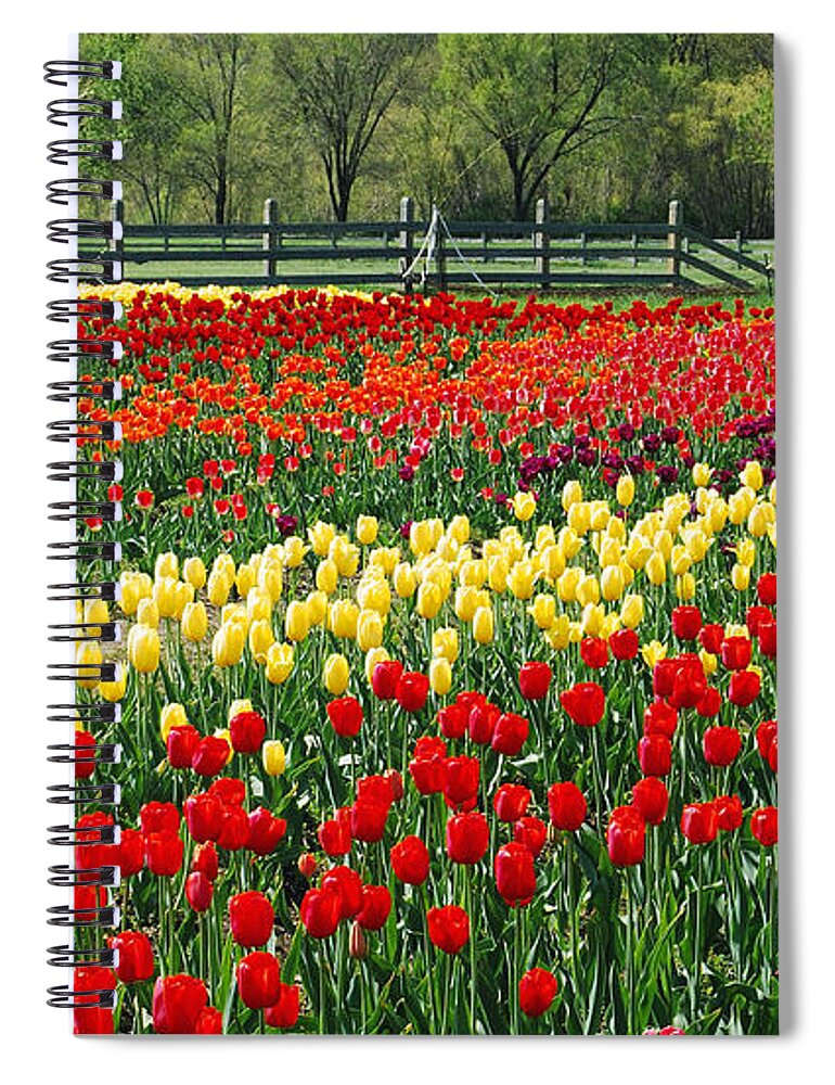 Tulip Spiral Notebook featuring the photograph Holland Tulip Fields by Michael Peychich