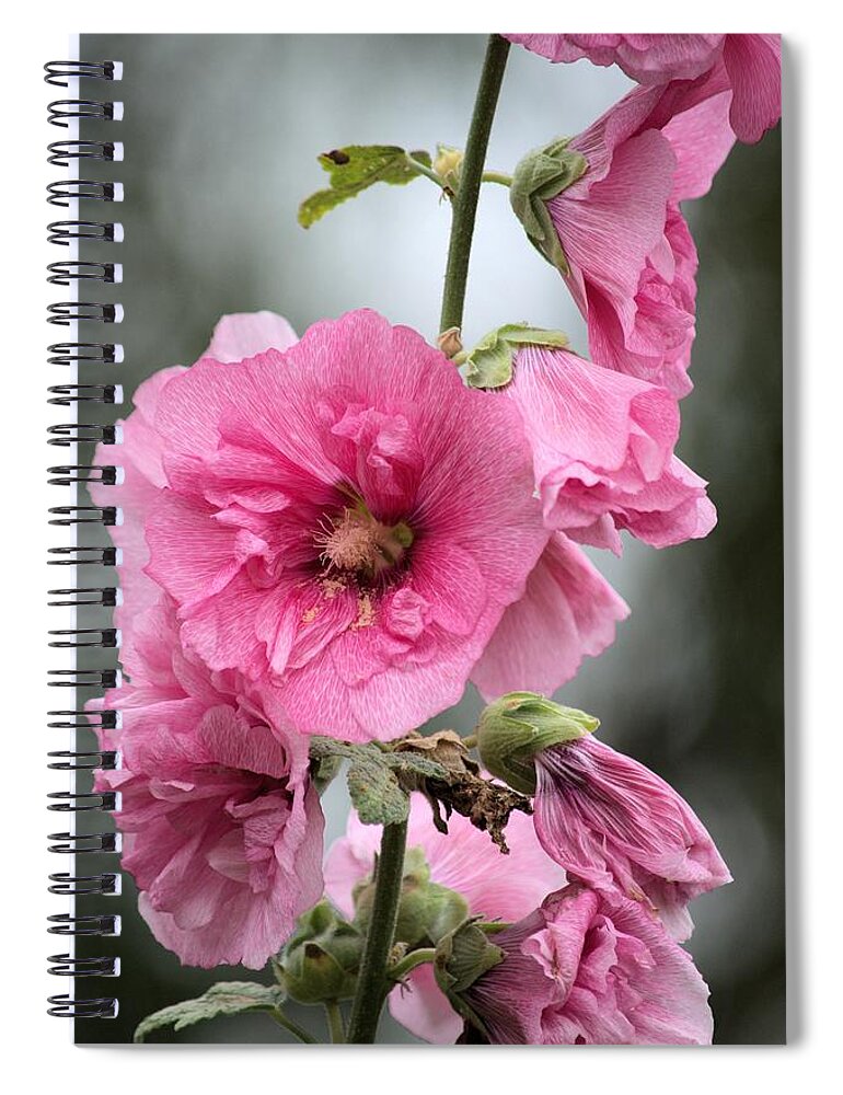 Hollyhock Spiral Notebook featuring the photograph Hollyhock by Bonfire Photography