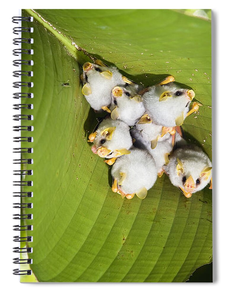 Feb0514 Spiral Notebook featuring the photograph Honduran White Bat Roosting Costa Rica by Konrad Wothe