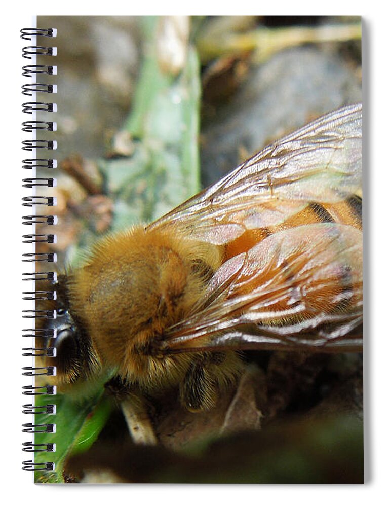 Macro Spiral Notebook featuring the photograph Honey Bee by Pete Trenholm
