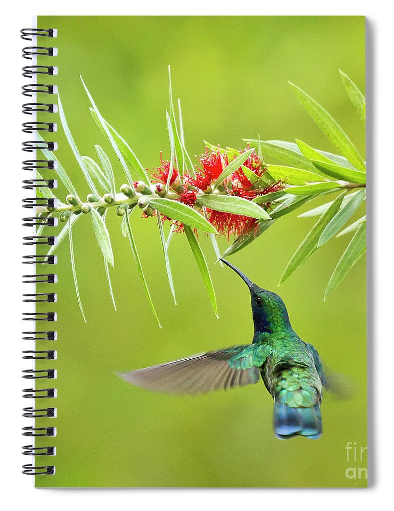 Bird Spiral Notebook featuring the photograph Honey Sucking by Heiko Koehrer-Wagner