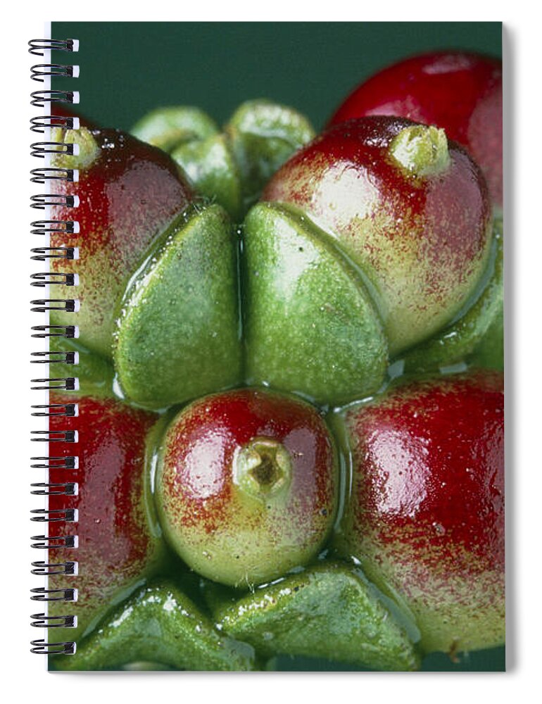 Berrie Spiral Notebook featuring the photograph Honeysuckle Berries by Perennou Nuridsany