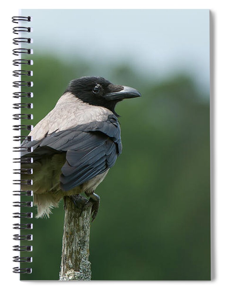 Hoodiecrow Spiral Notebook featuring the photograph Hoodiecrow by Torbjorn Swenelius