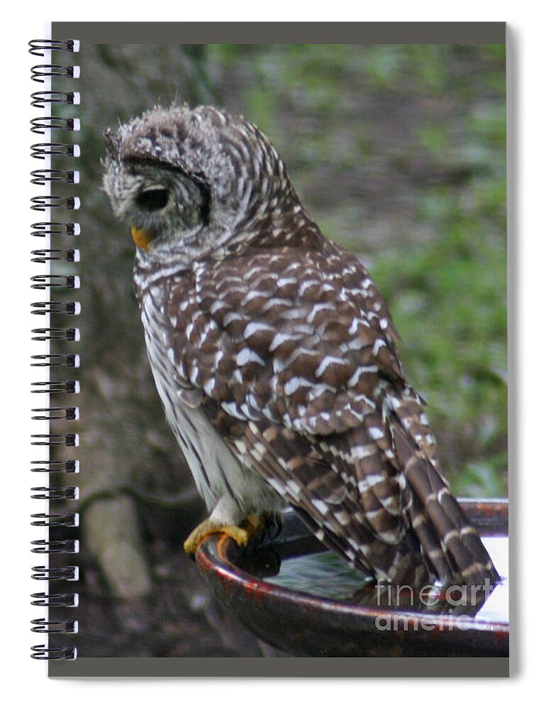 Owl Spiral Notebook featuring the painting Hooty Bath by Jimmie Bartlett