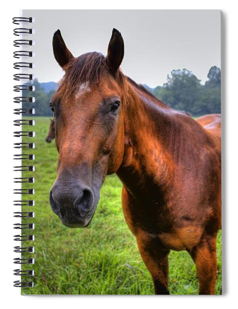 Horse Spiral Notebook featuring the photograph Horse in a Field by Jonny D