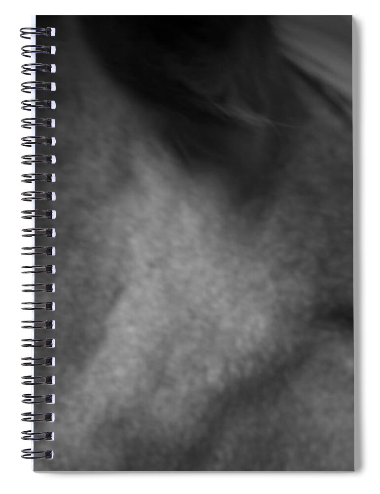 Horse Spiral Notebook featuring the photograph Horse Play by Mark Ross