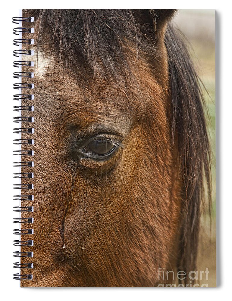 Horse Spiral Notebook featuring the photograph Horse Tear by James BO Insogna
