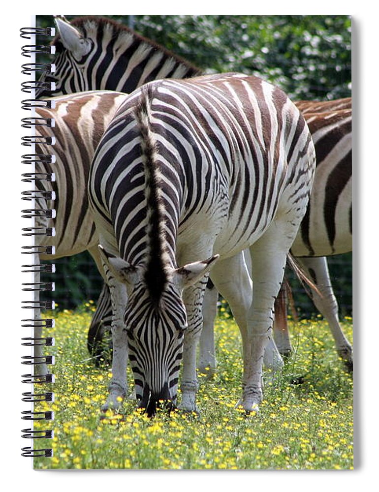 Zebra Spiral Notebook featuring the photograph Four Zebras Grazing by Valerie Collins