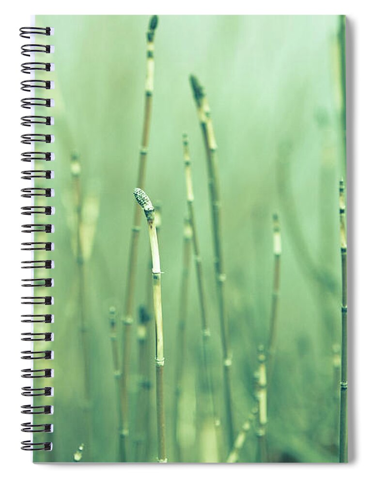 Grass Spiral Notebook featuring the photograph Horsetail Grass Nature Green by Debibishop