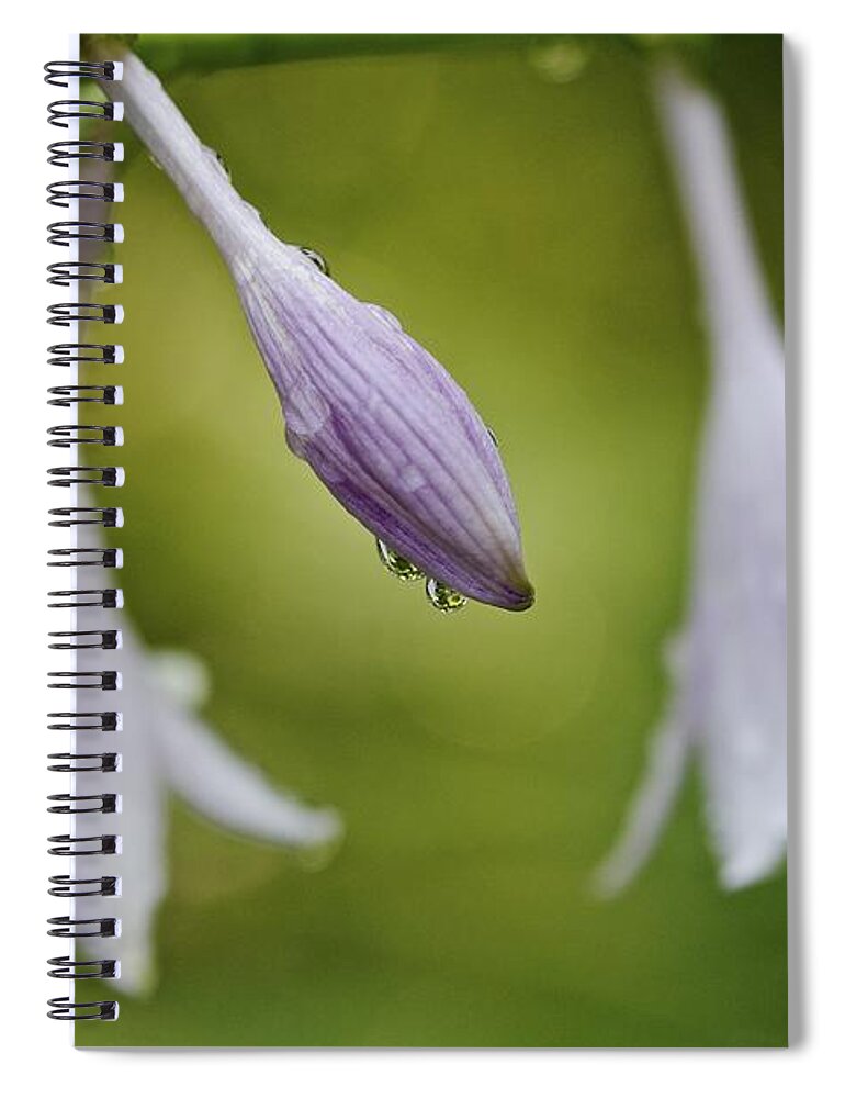 Drops Spiral Notebook featuring the photograph Hosta by Jim Gillen