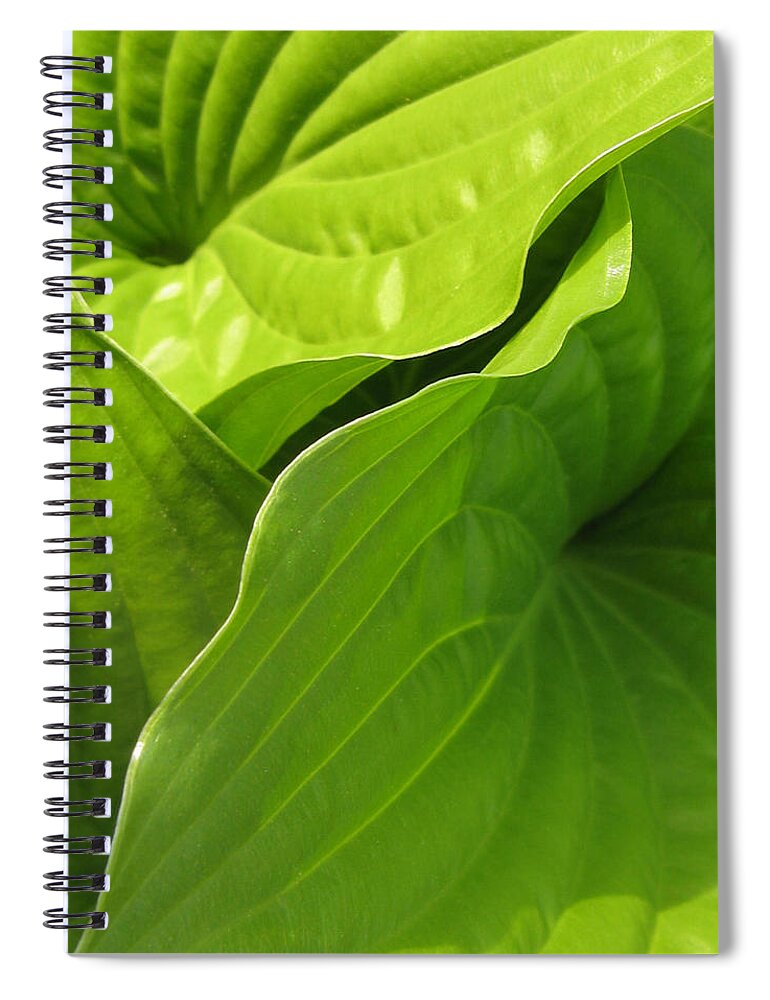 Photograph Spiral Notebook featuring the photograph Hosta Leaves by Tracy Male