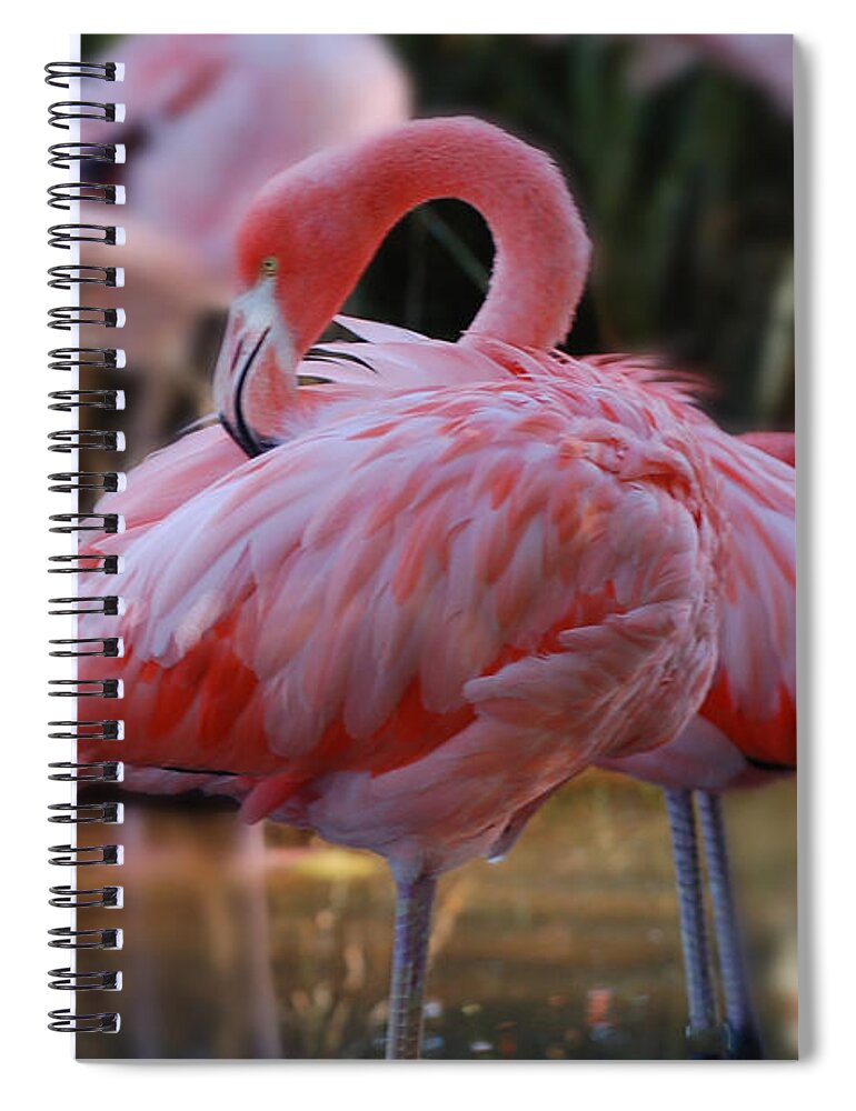 Flamingo Spiral Notebook featuring the photograph face mask Hot Pink by Patricia Dennis