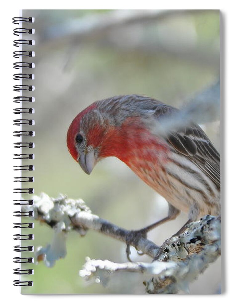 House Finch Spiral Notebook featuring the photograph House Finch by Frank Madia
