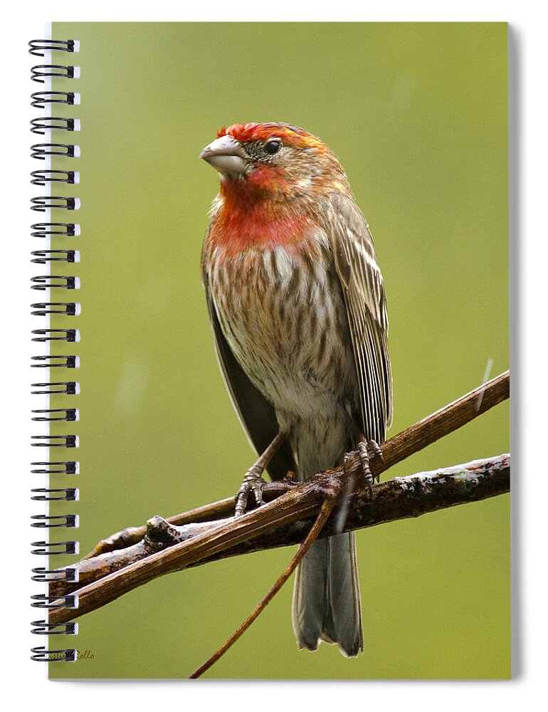 Bird Spiral Notebook featuring the photograph House Finch in the Rain Square by Christina Rollo