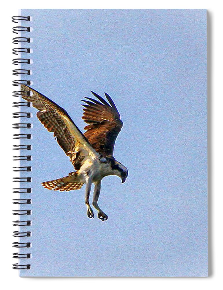 Osprey Spiral Notebook featuring the photograph Hovering Osprey by Barbara Bowen