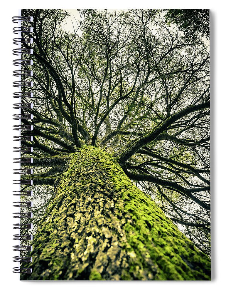 Majestic Spiral Notebook featuring the photograph Huge Bare Tree, Autumn Season by Giorgiomagini