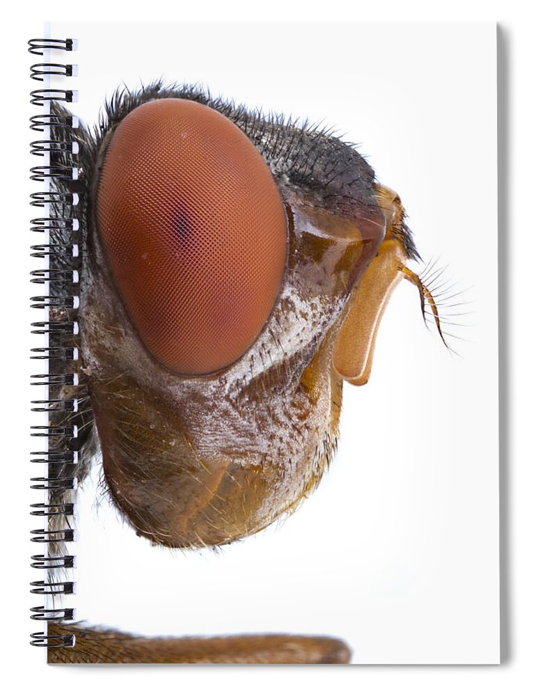 Piotr Naskrecki Spiral Notebook featuring the photograph Human Botfly Belize by Piotr Naskrecki