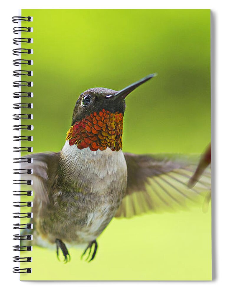Humming Bird Spiral Notebook featuring the photograph Hummer by Alana Ranney