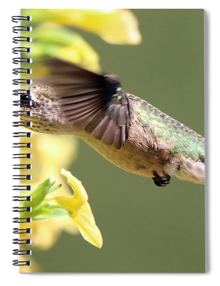 Hummingbird Spiral Notebook featuring the photograph Hummingbird 3725 by Jack Schultz