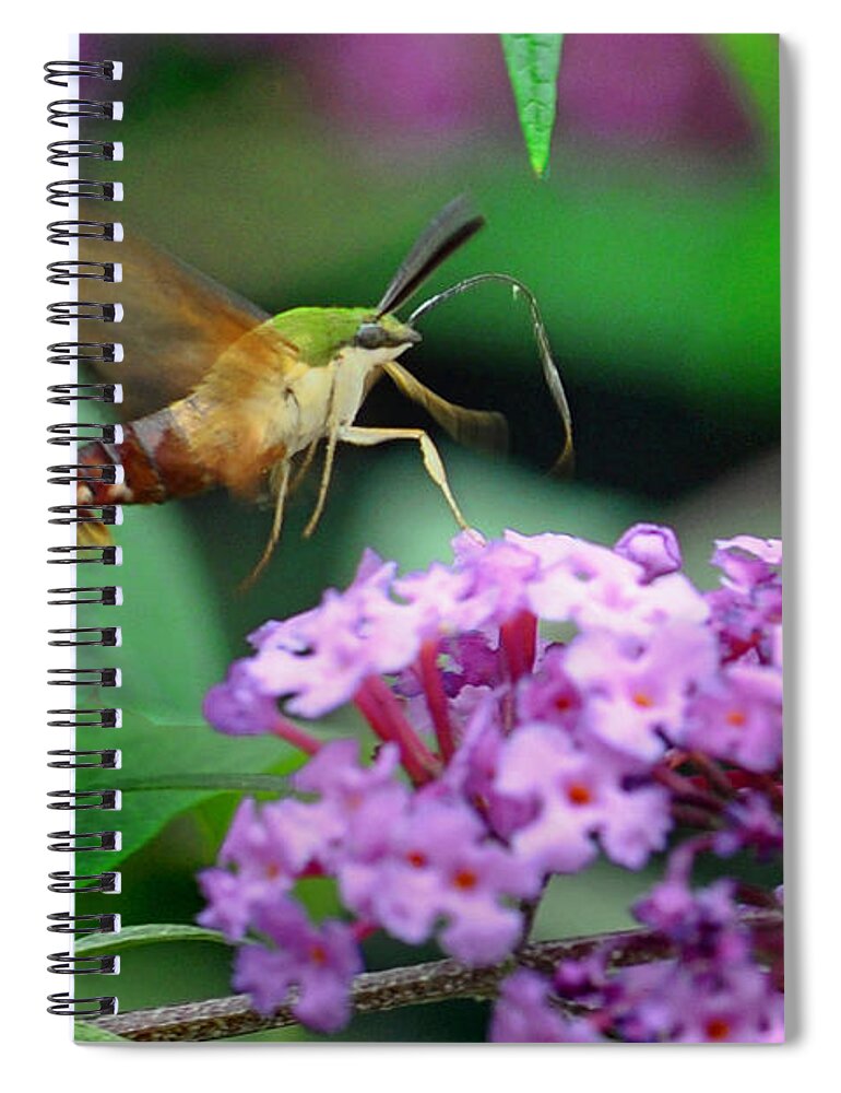 Nature Spiral Notebook featuring the photograph Hummingbird Clearwing Moth by Gary Keesler