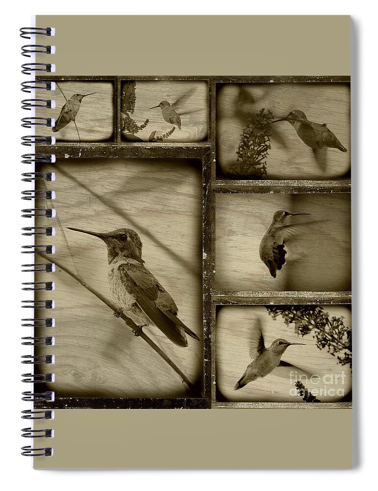 Hummingbirds Spiral Notebook featuring the photograph Hummingbird Family Portraits by Carol Groenen