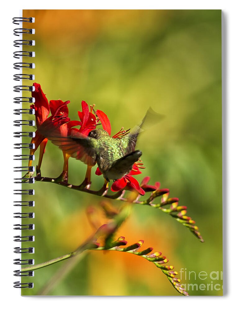 Hummingbird Spiral Notebook featuring the photograph Hummingbird Feeding by Belinda Greb