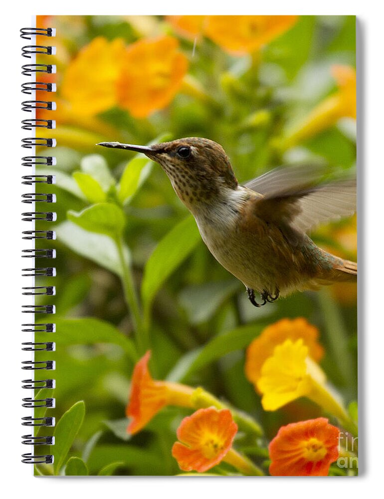 Bird Spiral Notebook featuring the photograph Hummingbird looking for food by Heiko Koehrer-Wagner