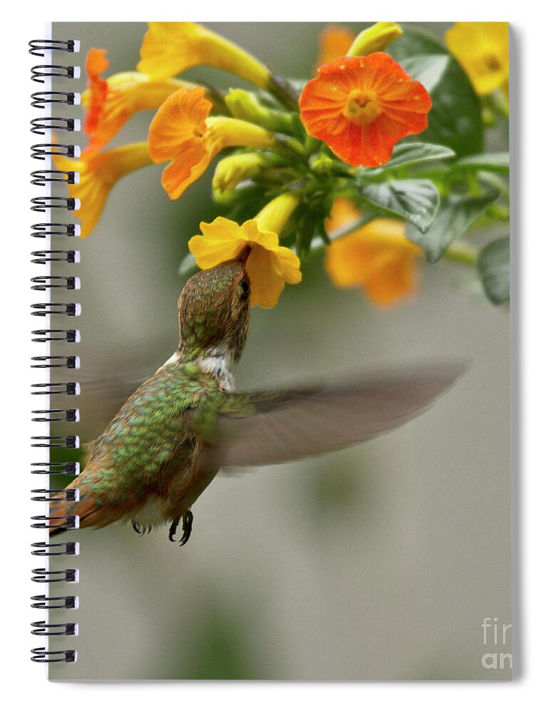 Bird Spiral Notebook featuring the photograph Hummingbird sips Nectar by Heiko Koehrer-Wagner