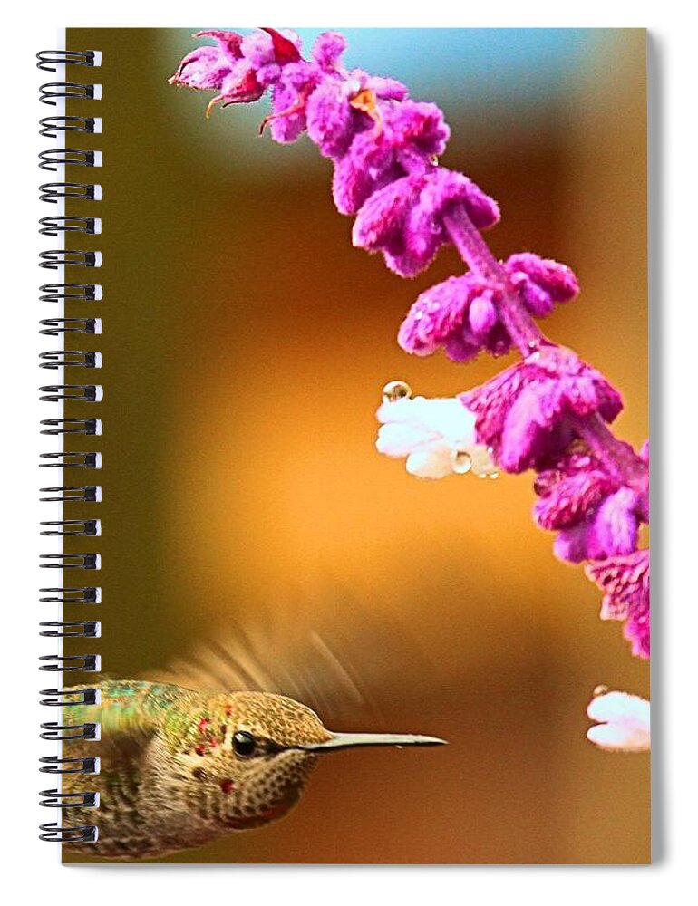 Hummingbird Spiral Notebook featuring the photograph Hummingbird Strike by Adam Jewell
