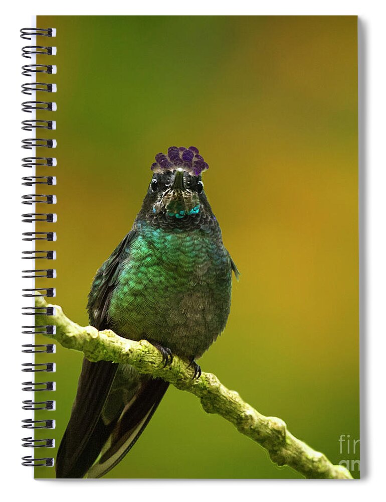 Magnificent Hummingbird Spiral Notebook featuring the photograph Hummingbird with a lilac Crown by Heiko Koehrer-Wagner