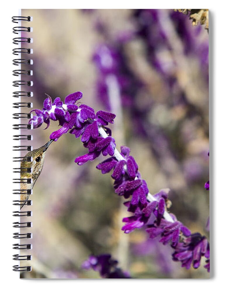 Salvia Spiral Notebook featuring the photograph Hummingbird collecting nectar by David Millenheft