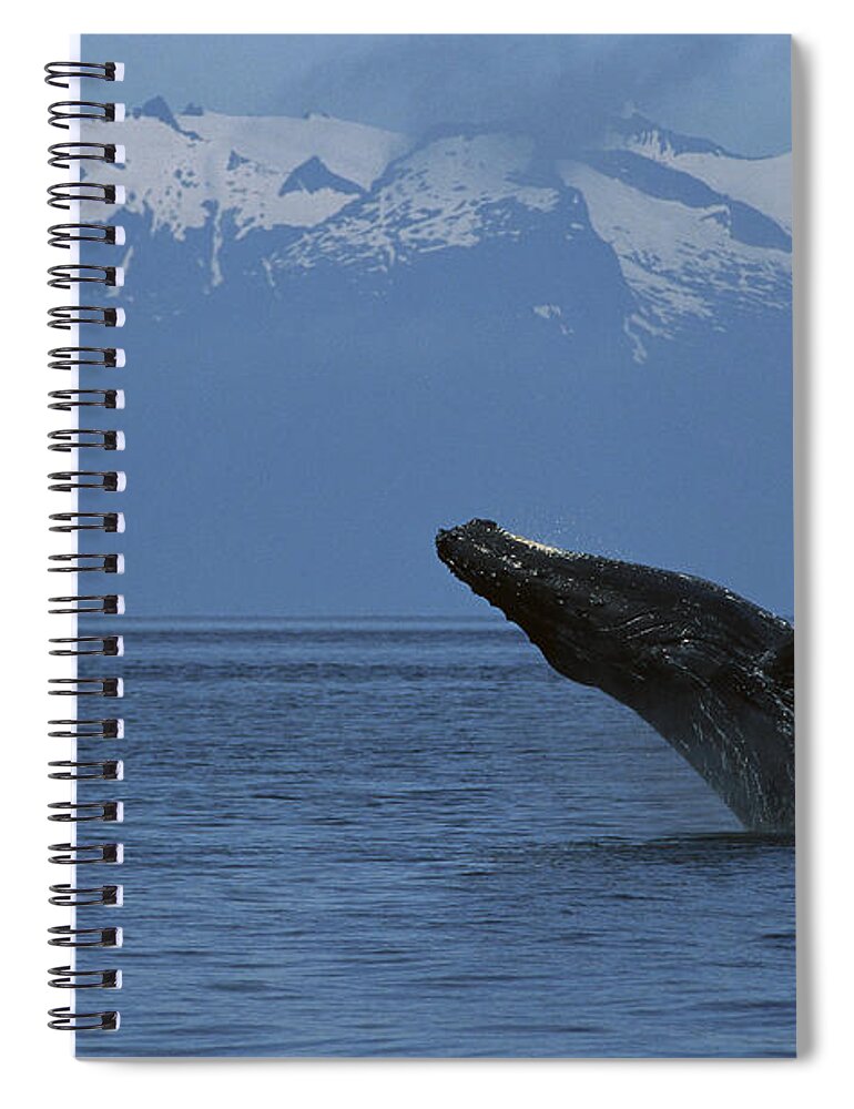 Feb0514 Spiral Notebook featuring the photograph Humpback Whale Breaching Southeast by Flip Nicklin