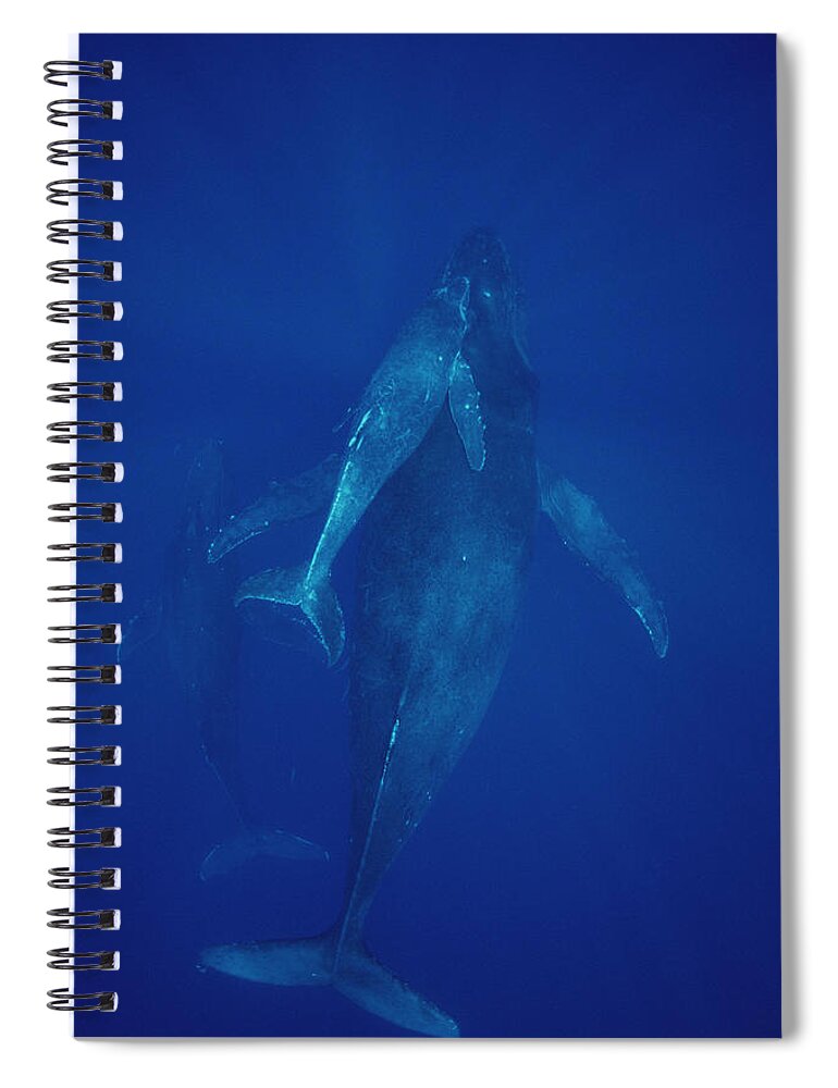 Feb0514 Spiral Notebook featuring the photograph Humpback Whale Cow Calf And Escort Maui by Flip Nicklin