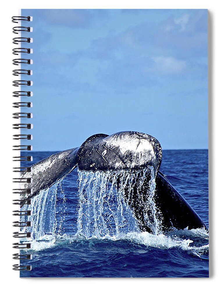 Animal Themes Spiral Notebook featuring the photograph Humpback Whale Tail Slapping by Sallyrango