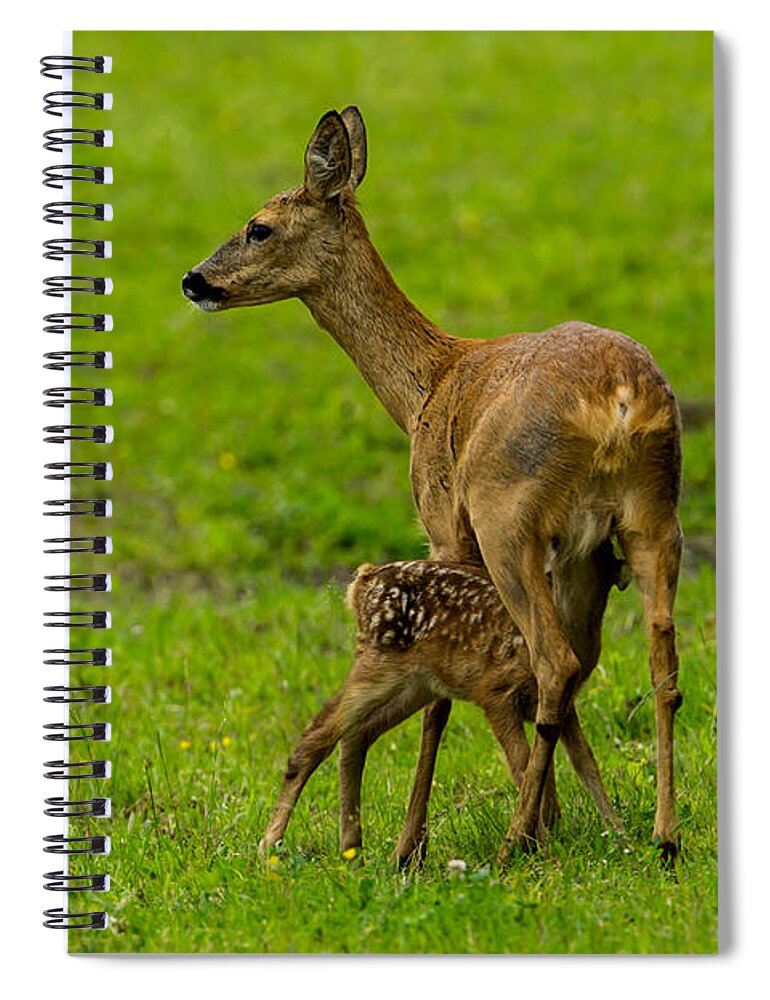 Hungry Roe Deer Fawn Spiral Notebook featuring the photograph Hungry by Torbjorn Swenelius