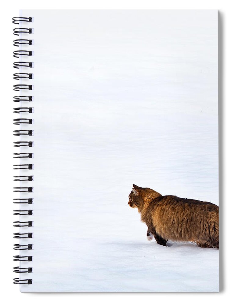 Domestic Cats Spiral Notebook featuring the photograph Hunter At Work by Theresa Tahara