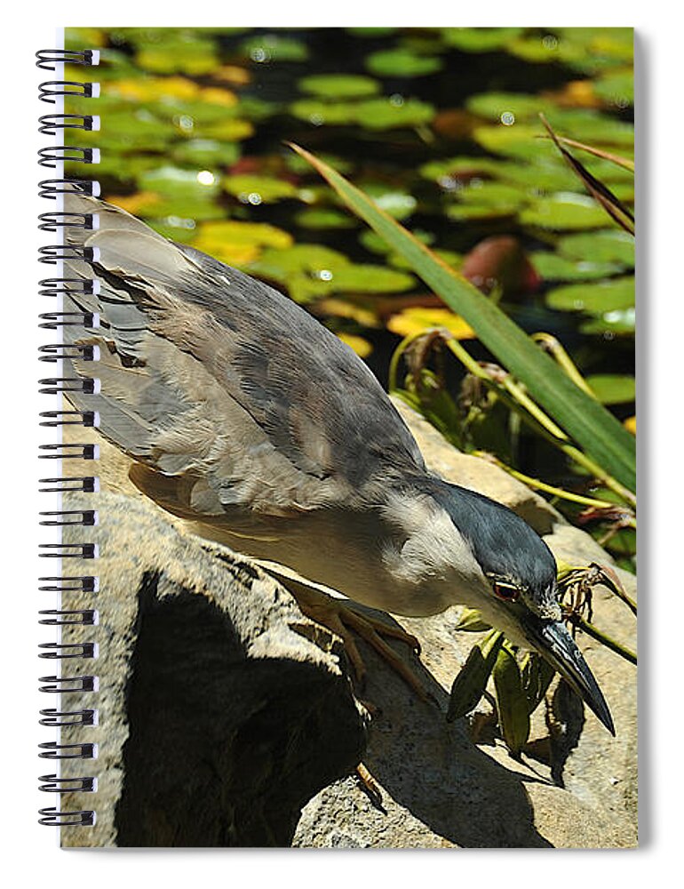 Photograph Spiral Notebook featuring the photograph Hunting Bird by Richard Gehlbach