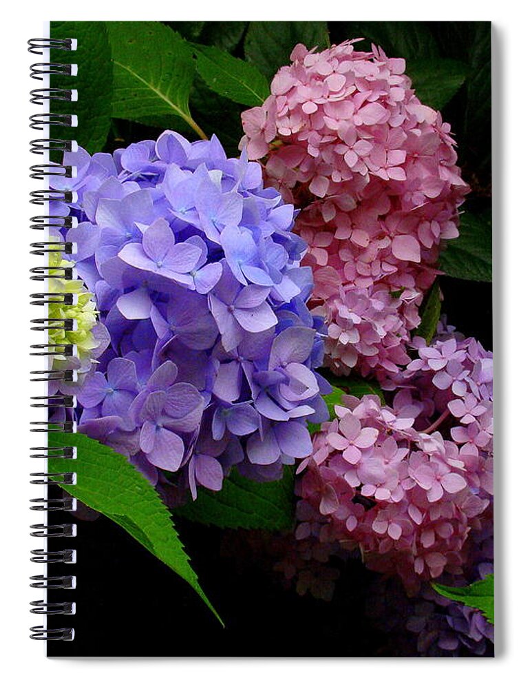 Fine Art Spiral Notebook featuring the photograph Hydrangea Glow by Rodney Lee Williams