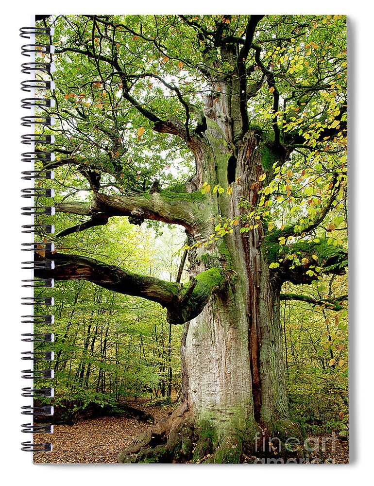 Oak Spiral Notebook featuring the photograph I am nearly 1000 years old by Heiko Koehrer-Wagner