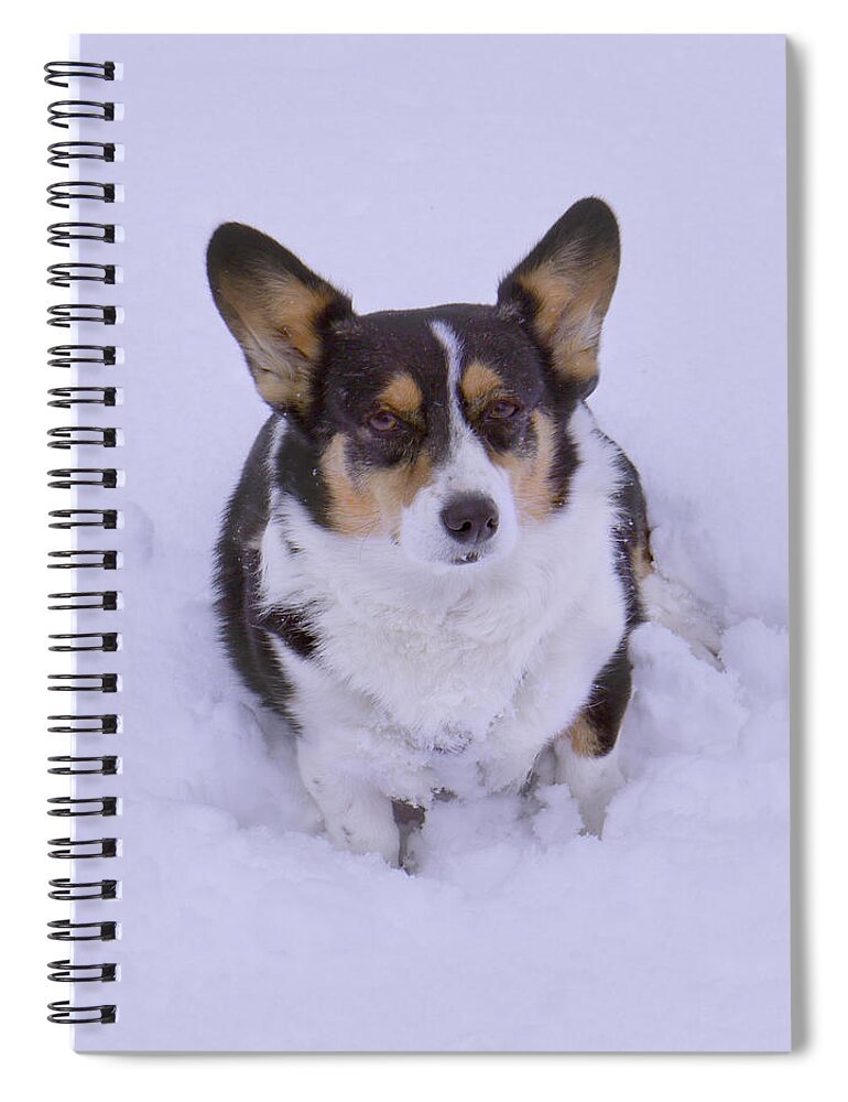 Corgi Spiral Notebook featuring the photograph I Do Not Like Snow by Mike McGlothlen