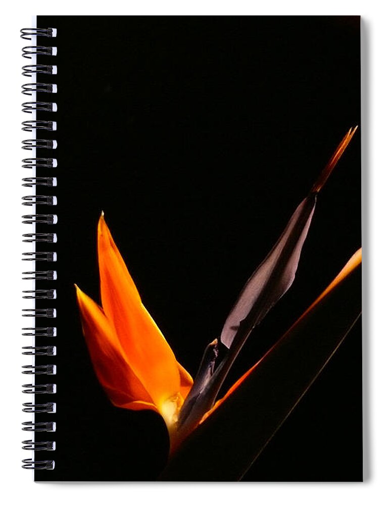 Bird Of Paradise Spiral Notebook featuring the photograph I love you by Evelyn Tambour