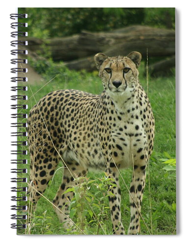Cheetah Spiral Notebook featuring the photograph I Spy by Crystal Nederman
