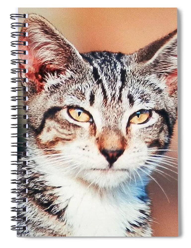 Tiger Spiral Notebook featuring the photograph Catitude by Belinda Lee
