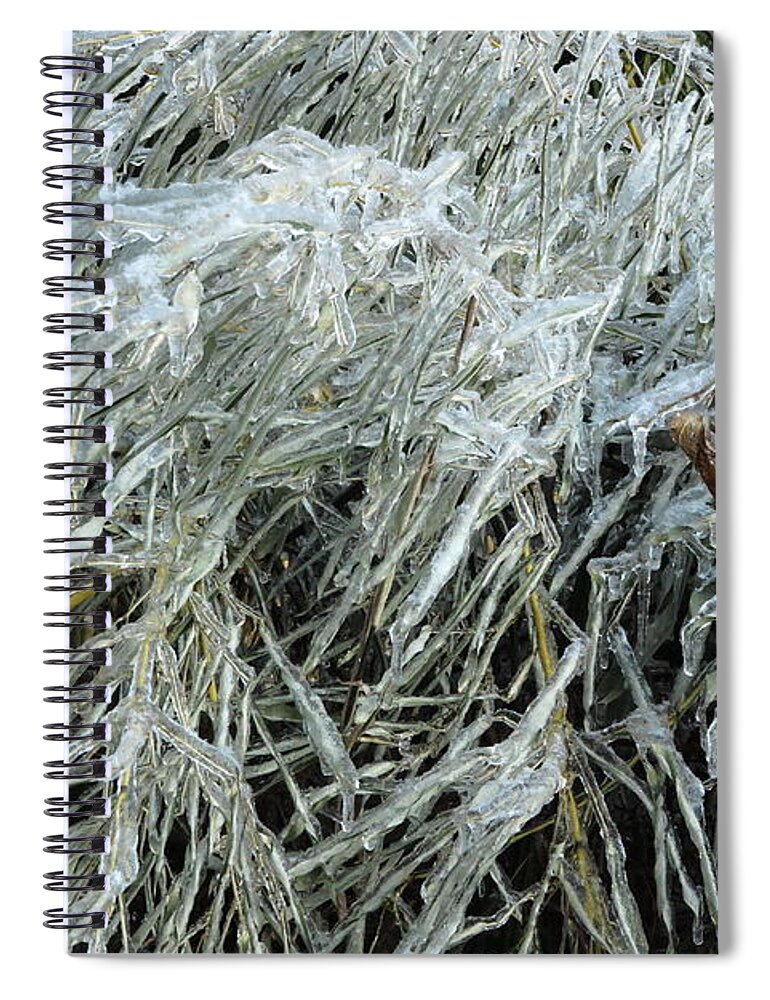 Ice Spiral Notebook featuring the photograph Ice On Bamboo Leaves by Daniel Reed