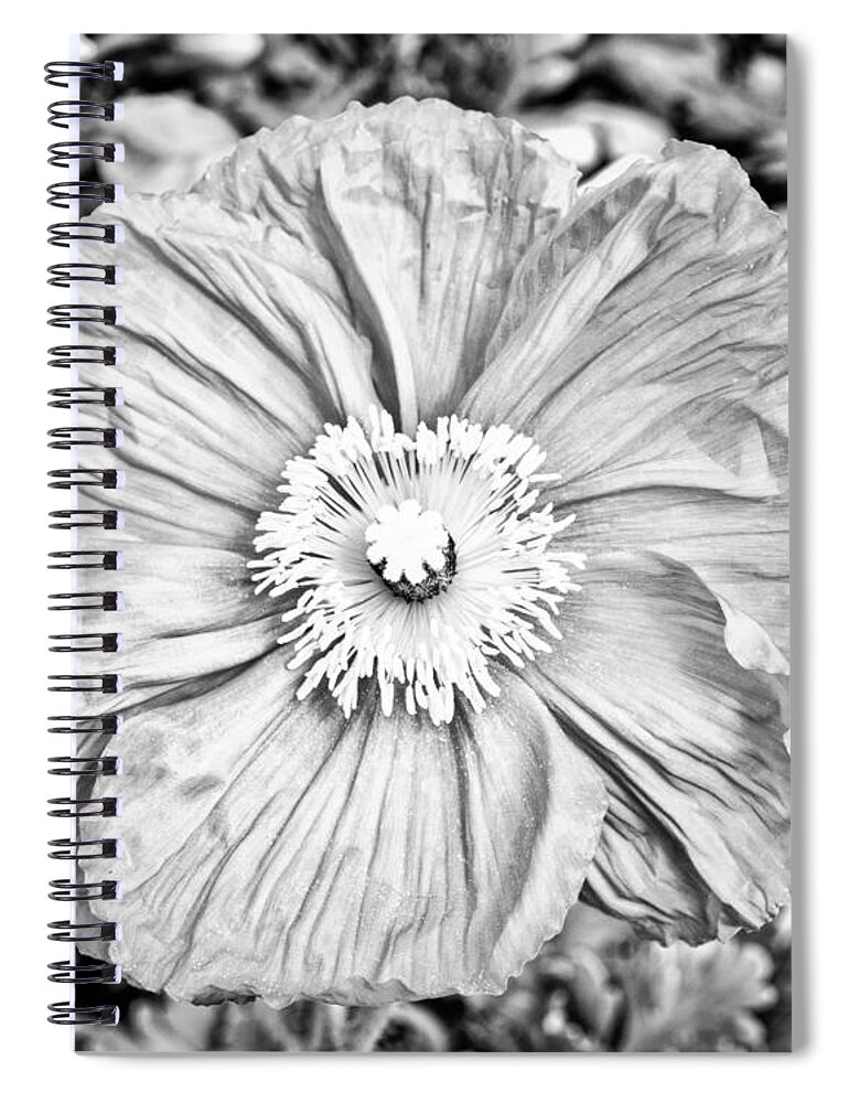 Floral Spiral Notebook featuring the photograph Iceland Poppy In Black And White by Priya Ghose
