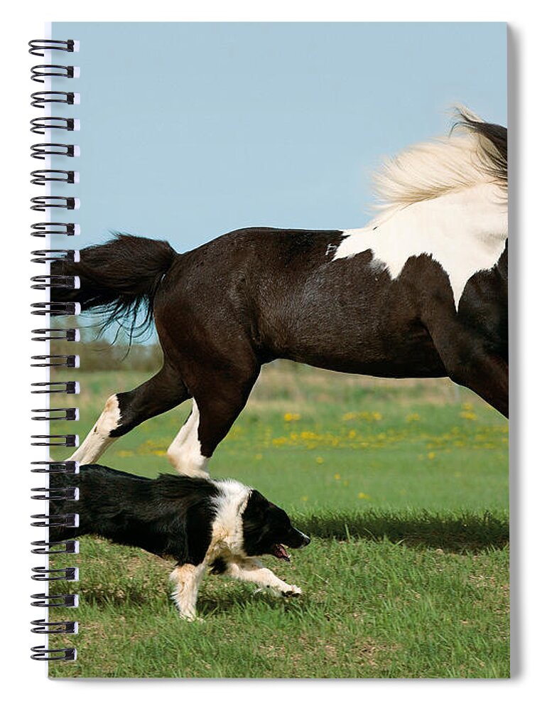 Icelandic Horse Spiral Notebook featuring the photograph Icelandic Horse And Dog by Gabriele Boiselle
