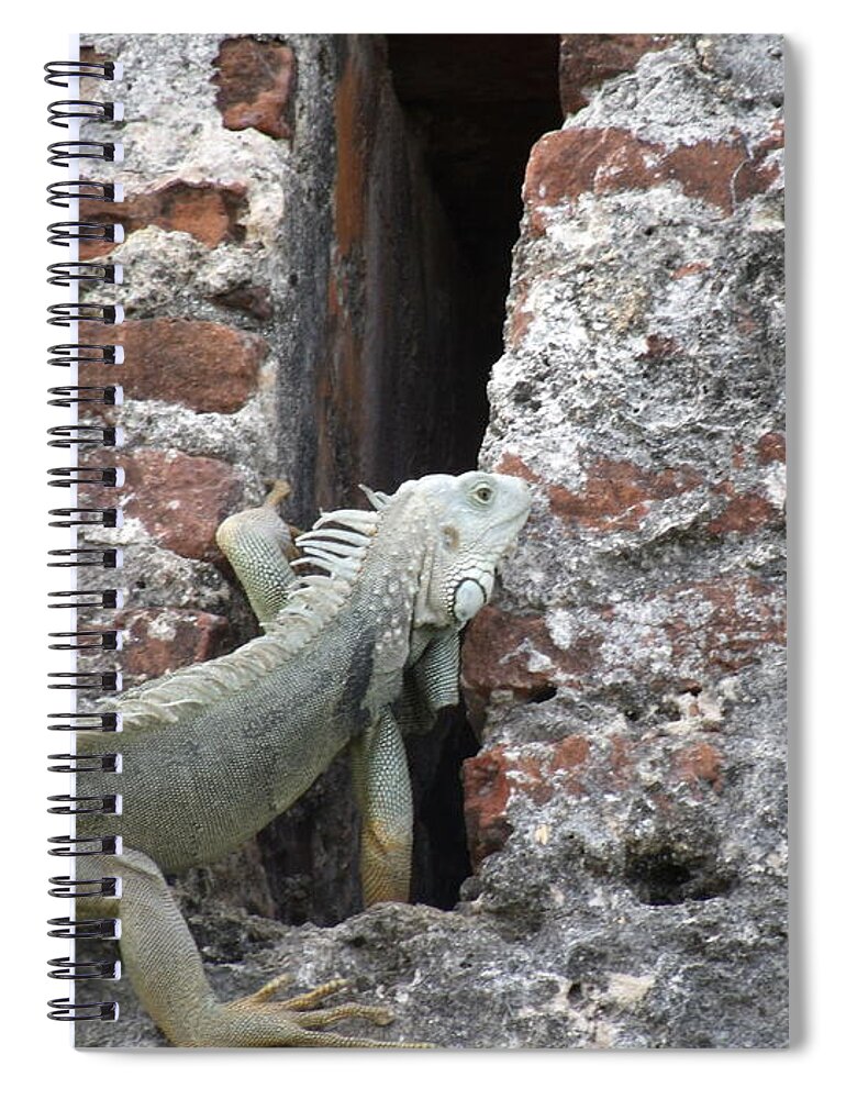 Fort Spiral Notebook featuring the photograph Iguana by David S Reynolds