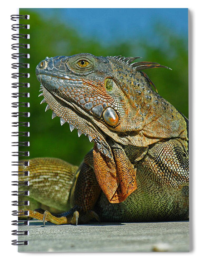 Animal Spiral Notebook featuring the photograph Iguana by Juergen Roth
